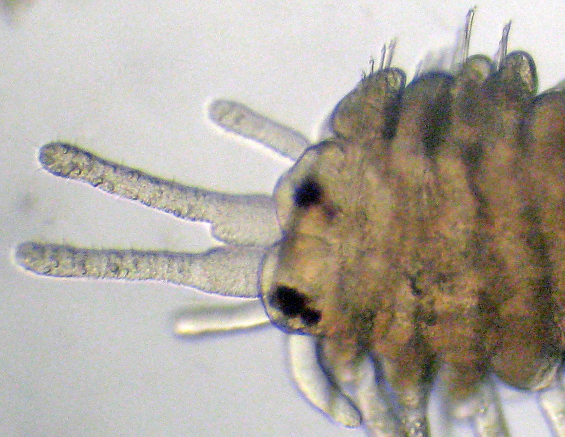 Anellidi policheti quasi microscopici